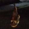 寝てセーブ's profile picture
