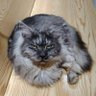 Profilbild von 鸣