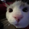曹梅(戒色中!'s profile picture