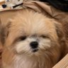 ちゃむちゃむ profil fotoğrafı