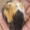Profilbild von Sir Munda