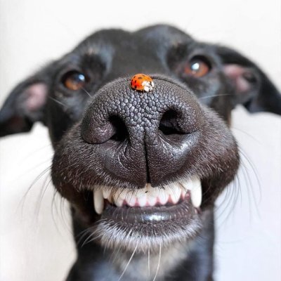 Chat rien à-PT's profile picture