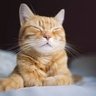 Profilbild von Cat