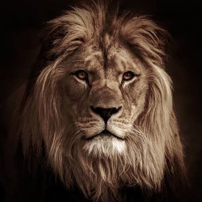 Karani Mutonga's profile picture