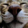 Profilbild von 林风眠