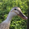 さえきゆうき profil fotoğrafı