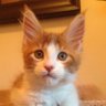 hopelesstrader profil fotoğrafı