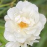 Фото профиля Lily Whosoever's Library