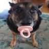 Profilbild von Tavish
