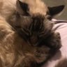 Фото профиля catposter