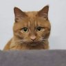 黃老橘 profil fotoğrafı