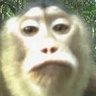 Vico's profile picture
