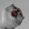 ⟭⟬ ♡ ⟬⟭ ∞ ⁷◴₁₃'s profile picture