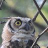 Xenophon the Disciplined's profile picture