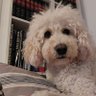spreefachkraft profil fotoğrafı