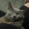 Tom profil fotoğrafı