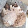 もち's profile picture