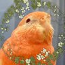 あかリん (ハルくんの下僕)'s profile picture