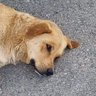 gölgeiçin's profile picture