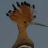 الهدهد profil fotoğrafı