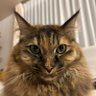 にゃおみ's profile picture