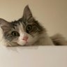 Farzad347 profil fotoğrafı