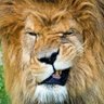 Profilbild von رهن الاشارة