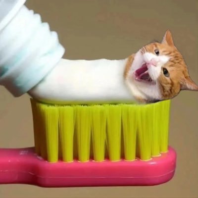 OrichiHon挤牙猫's profile picture