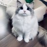 冰冷 的头像