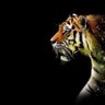 420king profil fotoğrafı