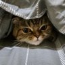 阿米爱猫咪 profil fotoğrafı