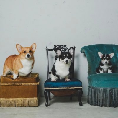 ウェルスターレッドコーギー犬舎's profile picture