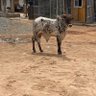 Larabu Family 的头像