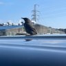 Фото профиля じゃげん