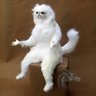 Doggomom1110 profil fotoğrafı