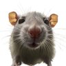 Profilbild von Frey17