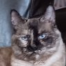 Rubino Salvatore. profil fotoğrafı