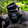 United Jungle President 🇺🇸's profile picture