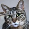 スコップくん's profile picture