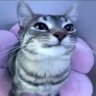 miał_kurde's profile picture