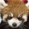 サンタさんのテニス垢's profile picture