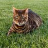 Фото профиля RoyaltyToygers