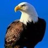 شموخ رجل profil fotoğrafı