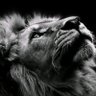 John Sipe's profile picture
