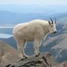 Profilbild von Billy Big Mountain