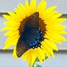 Profilbild von GardenGirlUp