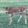 Profilbild von CowLivesMatter
