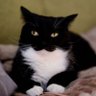 Fritekot's profile picture