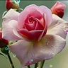 عاشقةالسلام's profile picture