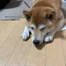だいくう 的头像